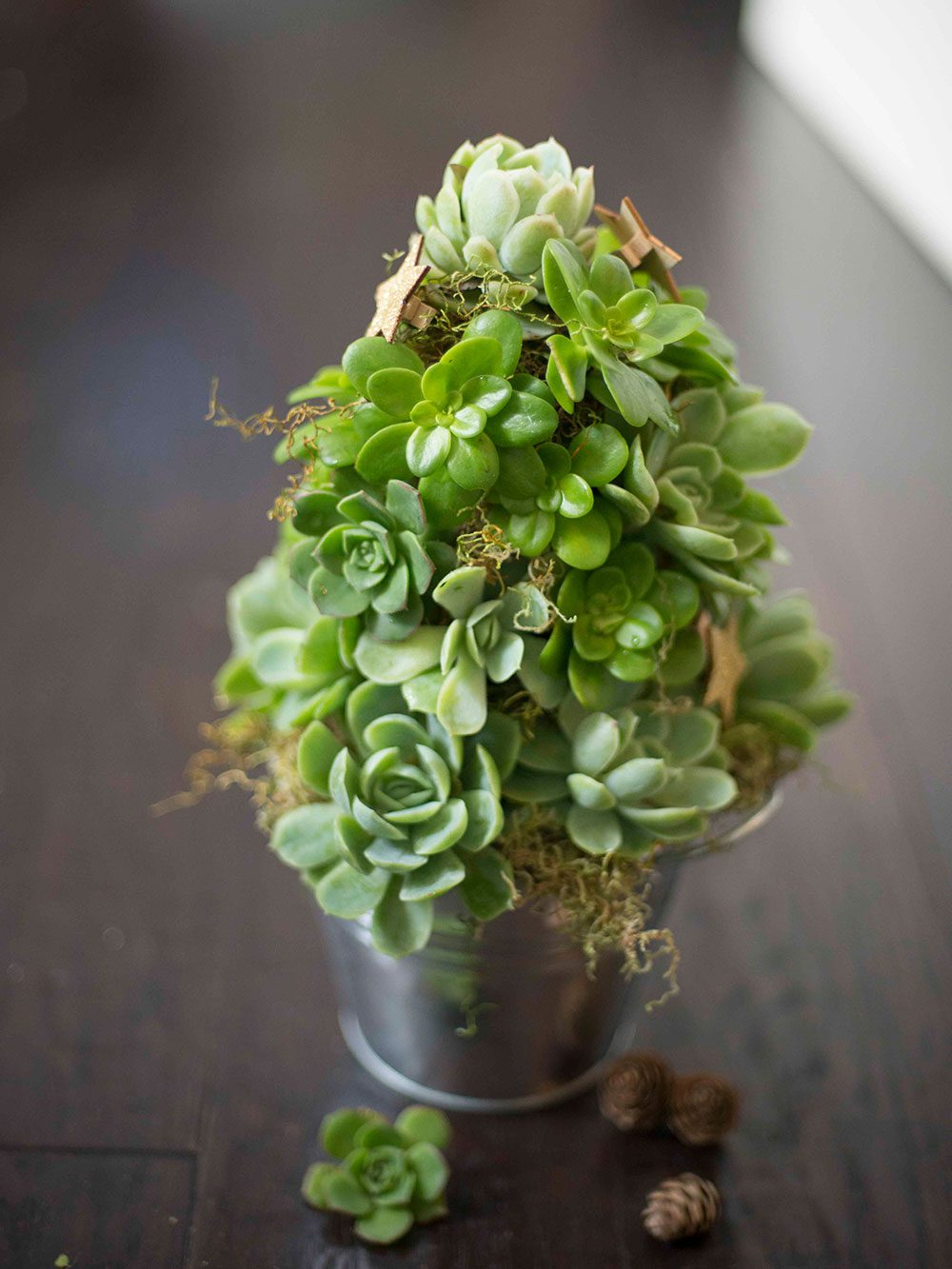 succulent tree christmas Christmas Succulent Tree – Kim Chan Events