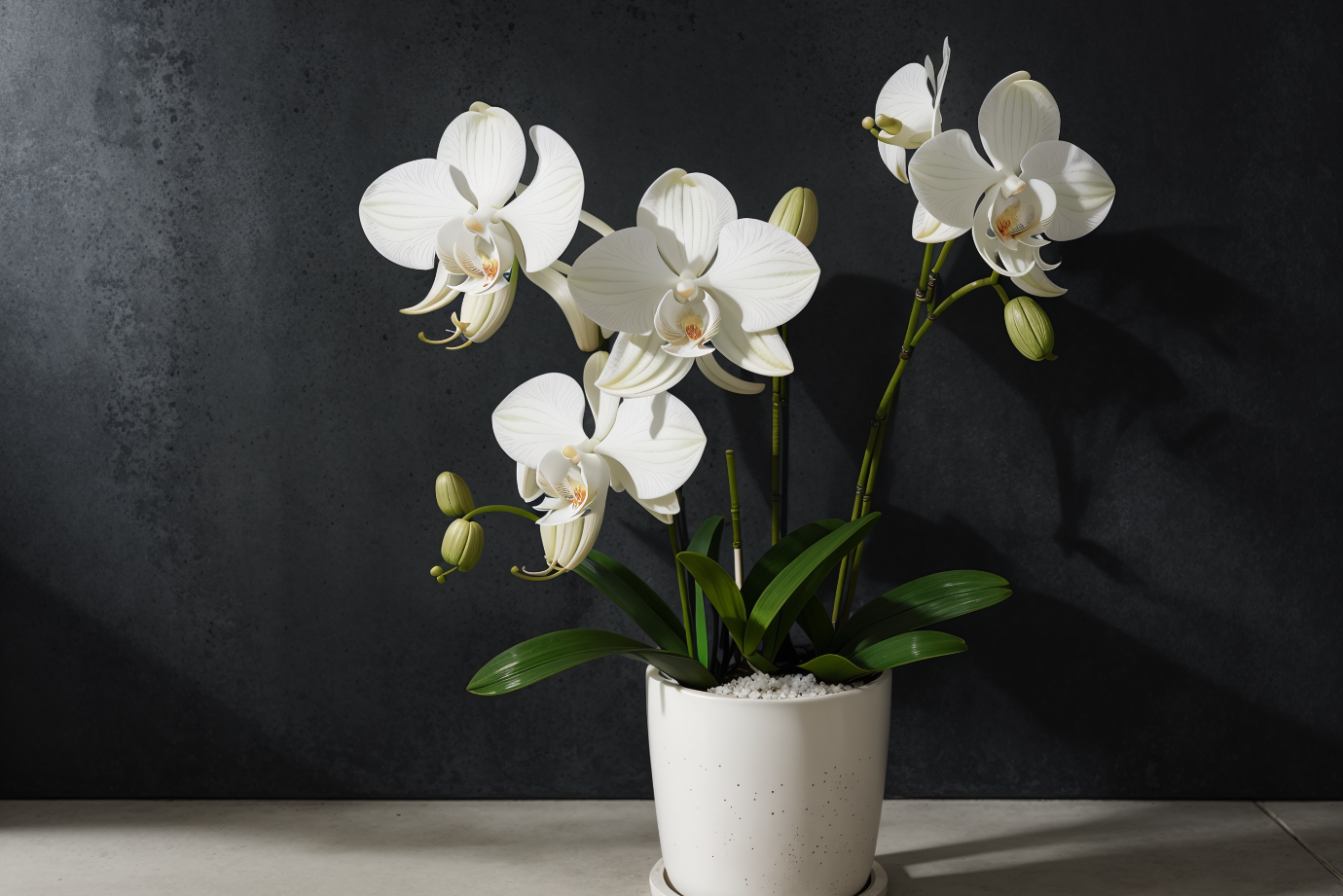 How to water your orchid