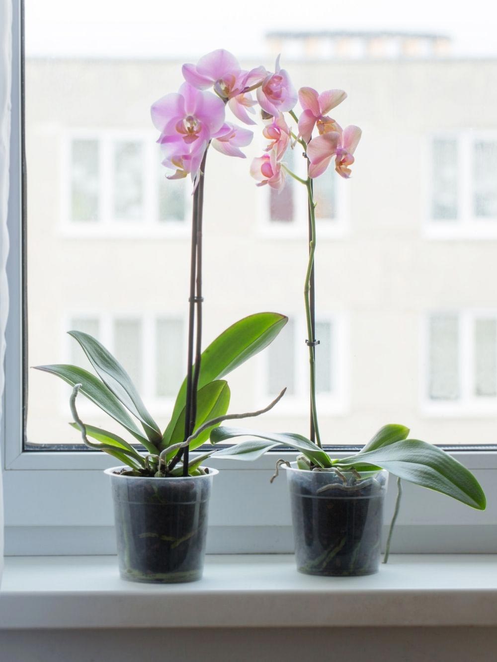 Phalaenopsis orchids