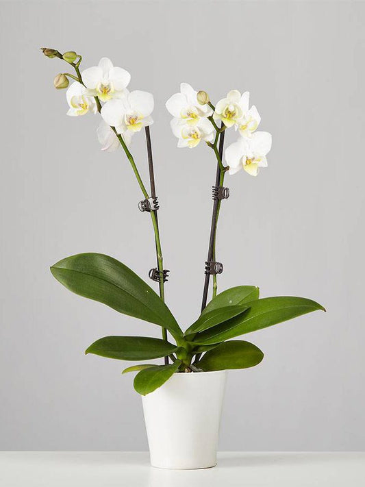 White double stem phalaenopsis orchid - flower delivery Christchurch